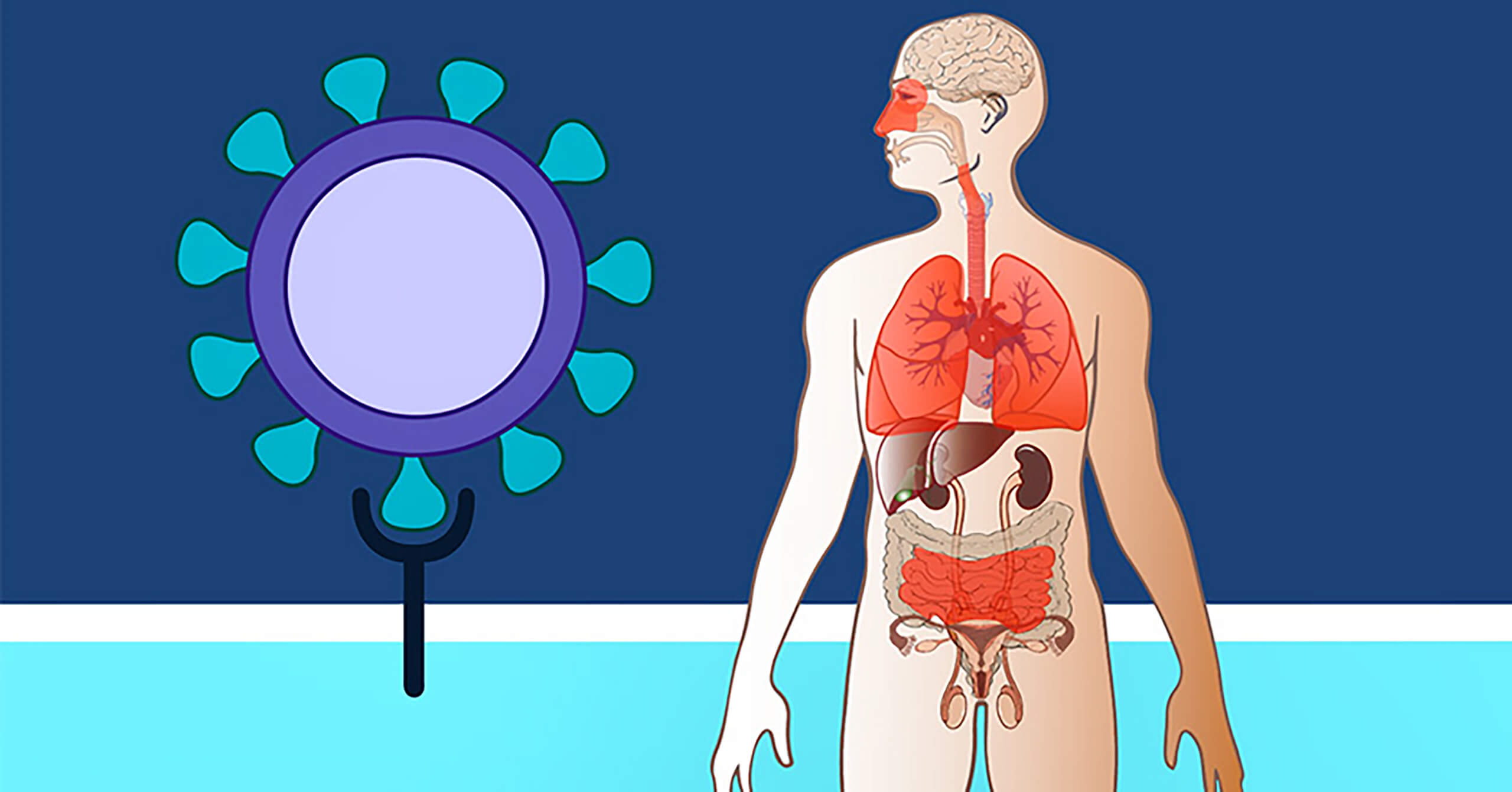 Covid19 animation interprets recent Human Cell Atlas findings